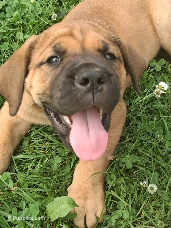 Buster Daniff – English Mastiff puppy for sale in Foreston, MN