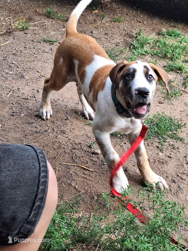 HONEY DANIFF – Great Dane, English Mastiff puppy for sale in Foreston, MN