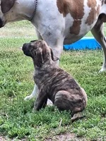 Baxter, a male Great Dane and English Mastiff for sale in Foreston, MN – 2 of 6