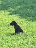 Bree, a female English Mastiff for sale in Foreston, MN – 3 of 6