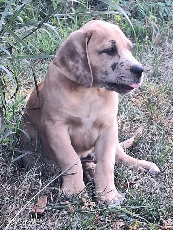Nevada Merle – Great Dane, English Mastiff puppy for sale in Foreston, MN