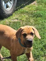 Jackson Daniff, a male Great Dane and English Mastiff for sale in Foreston, MN – 2 of 5