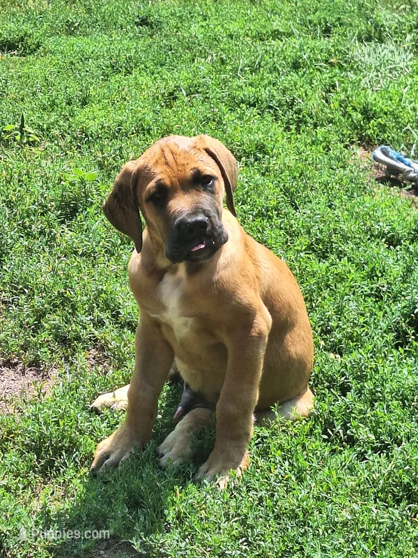 Jesse James – Great Dane, English Mastiff puppy for sale in Foreston, MN