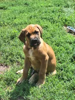 Jesse James, a  Great Dane and English Mastiff for sale in Foreston, MN – 1 of 4