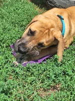 Jackson Daniff, a male Great Dane and English Mastiff for sale in Foreston, MN – 3 of 5