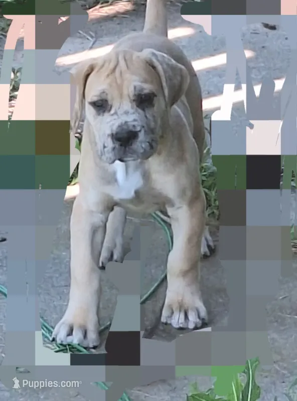 Sierra – Great Dane, English Mastiff puppy for sale in Foreston, MN