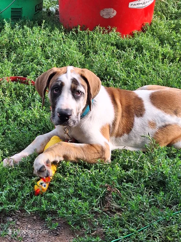Honey girl Daniff – Great Dane, English Mastiff puppy for sale in Foreston, MN