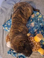 Georgi, a male Great Dane and English Mastiff for sale in Foreston, MN – 7 of 7