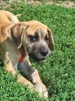 Jenna Daniff, a female Great Dane and English Mastiff for sale in Foreston, MN – 4 of 5