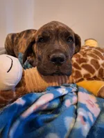 Georgi, a male Great Dane and English Mastiff for sale in Foreston, MN – 5 of 7
