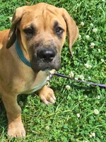 Jackson Daniff, a male Great Dane and English Mastiff for sale in Foreston, MN – 5 of 5