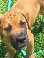 Jesse James, a  Great Dane and English Mastiff for sale in Foreston, MN – 3 of 4