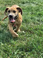 Nevada Daniff, a male Great Dane and English Mastiff for sale in Foreston, MN – 9 of 10