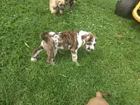 Bronco Daniff, a male English Mastiff for sale in Foreston, MN – 2 of 2