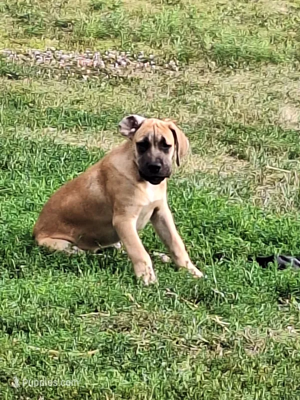 Lizzy – Great Dane, English Mastiff puppy for sale in Foreston, MN