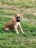 Lizzy, a female Great Dane and English Mastiff for sale in Foreston, MN – 2 of 3