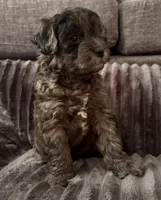 Ka-Lel, a male Maltipoo for sale in Orlando, FL – 3 of 4