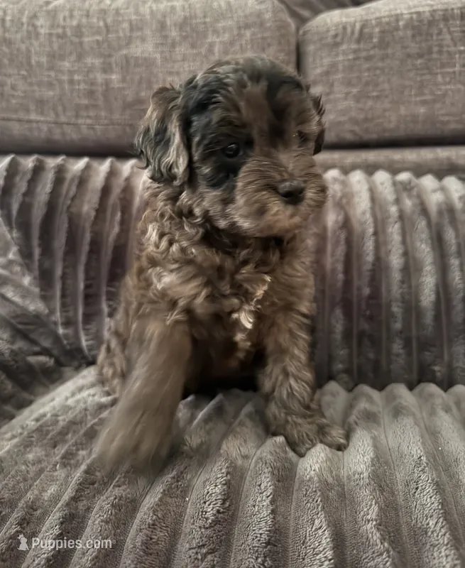 Ka-Lel – Maltipoo puppy for sale in Orlando, FL