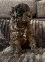 Ka-Lel, a male Maltipoo for sale in Orlando, FL – 4 of 4