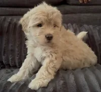 Kai, a male Maltipoo for sale in Orlando, FL – 3 of 3