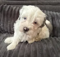 Krypton JR, a male Maltipoo for sale in Orlando, FL – 3 of 3
