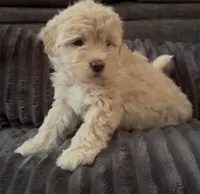 Kai, a male Maltipoo for sale in Orlando, FL – 2 of 3