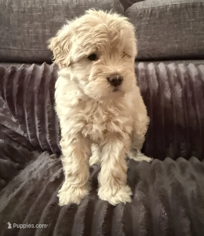 Kai – Maltipoo puppy for sale in Orlando, FL