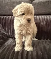 Kai, a male Maltipoo for sale in Orlando, FL – 1 of 3