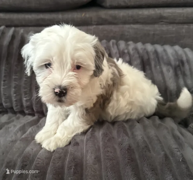 Krypton JR – Maltipoo puppy for sale in Orlando, FL