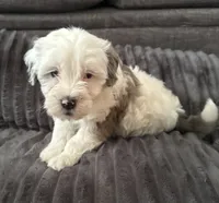 Krypton JR, a male Maltipoo for sale in Orlando, FL – 1 of 3