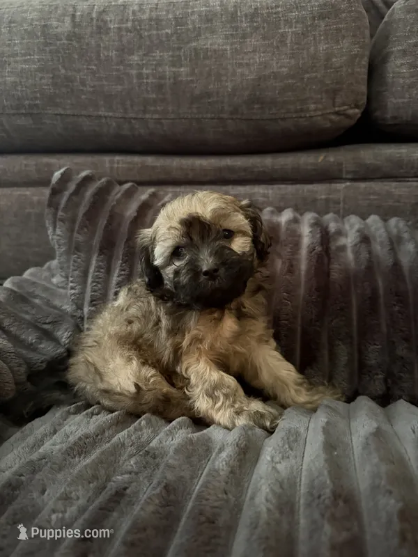 Kreed – Maltipoo puppy for sale in Orlando, FL