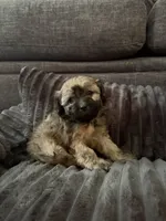 Kreed, a male Maltipoo for sale in Orlando, FL – 1 of 2