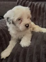 Krypton JR, a male Maltipoo for sale in Orlando, FL – 2 of 3