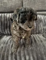Ka-Lel, a male Maltipoo for sale in Orlando, FL – 2 of 4