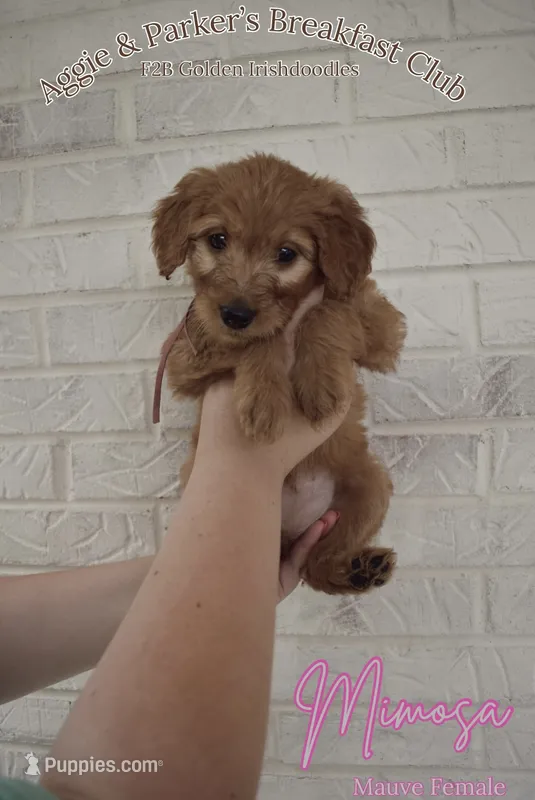 Mimosa – Goldendoodle, Irish Doodle puppy on hold in Sparta, TN