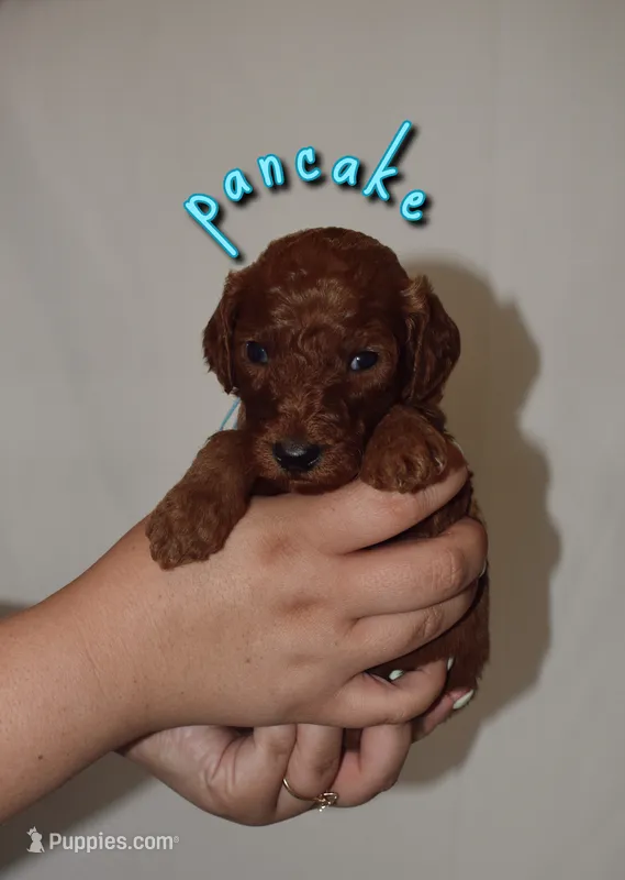 Pancake – Goldendoodle, Irish Doodle puppy for sale in Sparta, TN