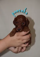Pancake, a male Goldendoodle and Irish Doodle for sale in Sparta, TN – 2 of 6