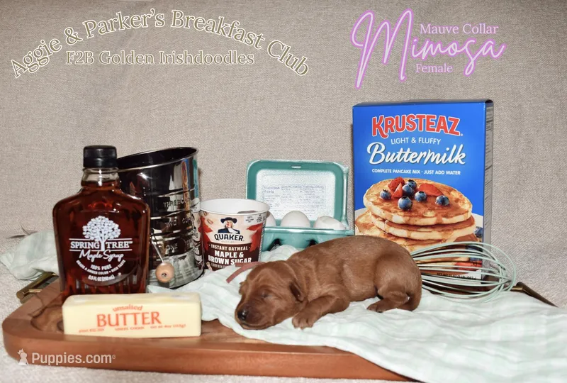 Mimosa – Goldendoodle, Irish Doodle puppy for sale in Sparta, TN