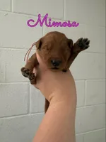 Mimosa, a female Goldendoodle and Irish Doodle for sale in Sparta, TN – 2 of 2