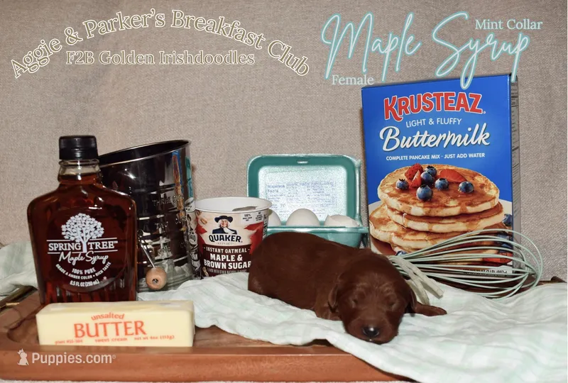 Maple Syrup – Goldendoodle, Irish Doodle puppy for sale in Sparta, TN