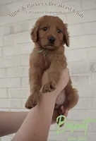 Biscuit, a male Goldendoodle and Irish Doodle for sale in Sparta, TN – 1 of 6