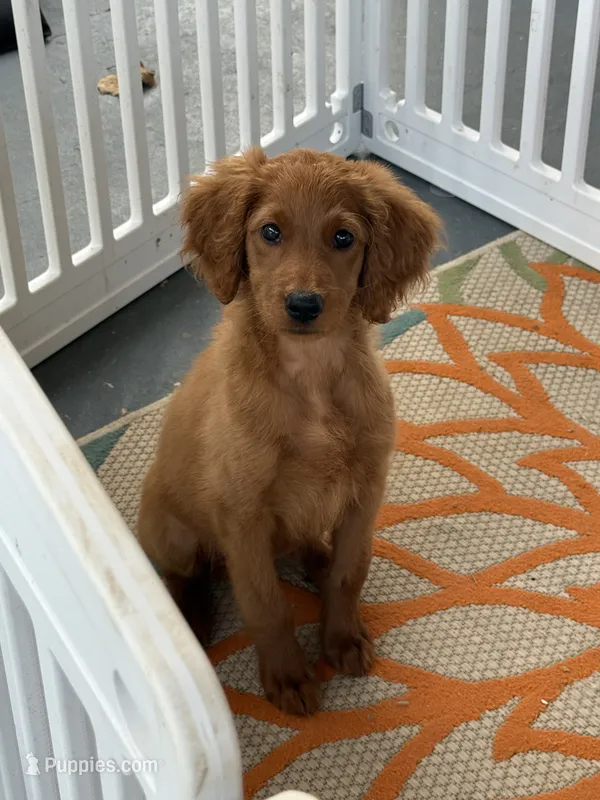Latte – Goldendoodle, Irish Doodle puppy for sale in Sparta, TN