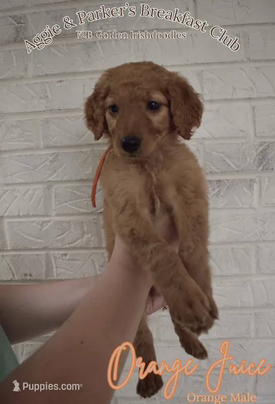 Orange Juice – Goldendoodle, Irish Doodle puppy on hold in Sparta, TN