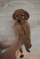 Orange Juice, a male Goldendoodle and Irish Doodle for sale in Sparta, TN – 1 of 6
