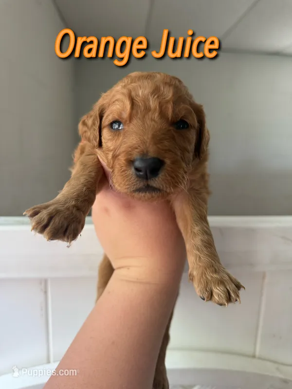 Orange Juice – Goldendoodle, Irish Doodle puppy for sale in Sparta, TN