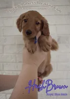 HashBrown, a male Goldendoodle and Irish Doodle for sale in Sparta, TN – 1 of 6