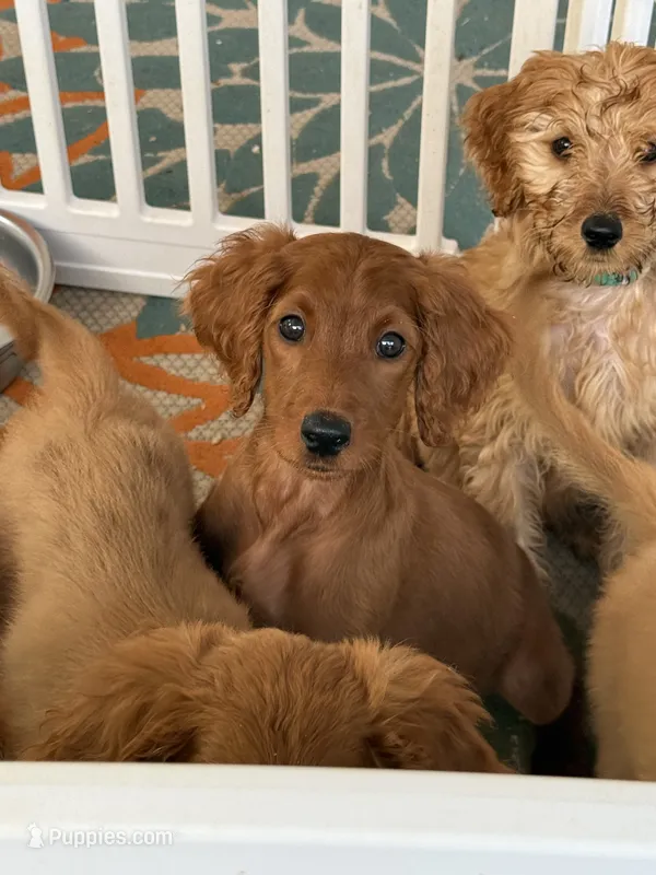 Maple Syrup – Goldendoodle, Irish Doodle puppy for sale in Sparta, TN