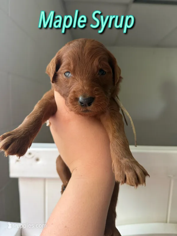Maple Syrup – Goldendoodle, Irish Doodle puppy for sale in Sparta, TN