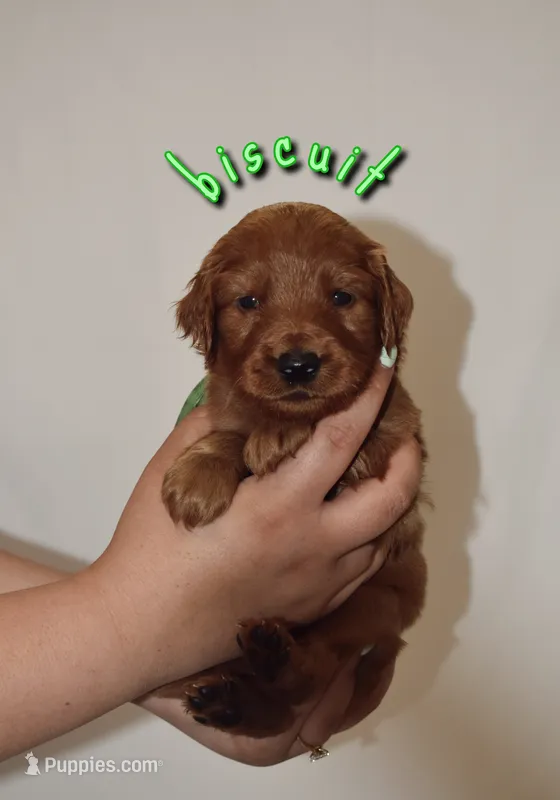 Biscuit – Goldendoodle, Irish Doodle puppy for sale in Sparta, TN
