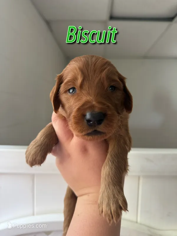 Biscuit – Goldendoodle, Irish Doodle puppy for sale in Sparta, TN